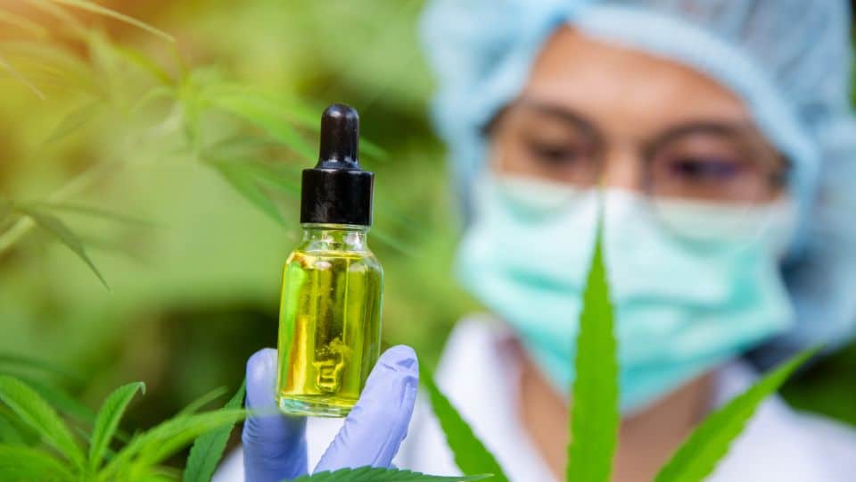 מה ההבדל בין THC ו - CBD?
