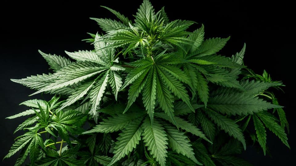 מה ההבדל בין THC ו - CBD?